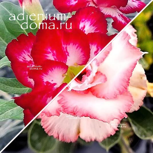 Adenium Адениум Hybrid NEW-52 X NEW-64