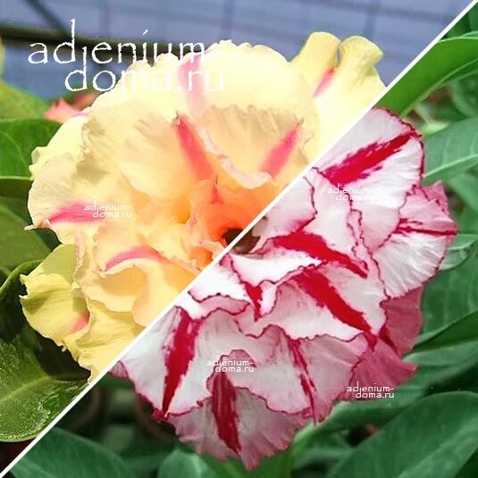 Adenium Адениум Hybrid NEW-57 X NEW-36