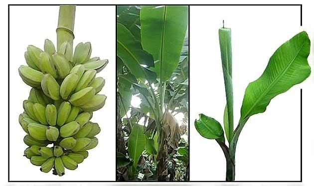 Musa THOMSONII Банан Томсона Noltie 3