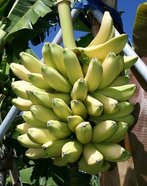 Musa PARADISIACA Банан райский 2