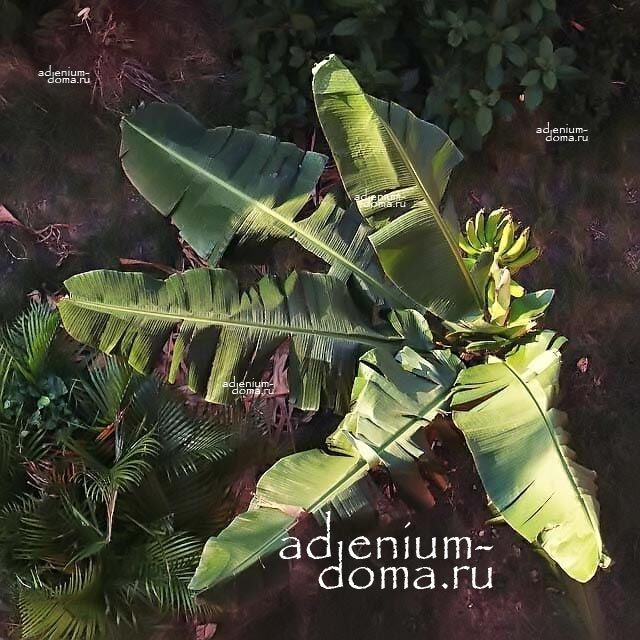 Musa PARADISIACA Банан райский 3