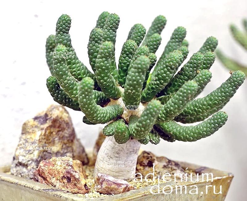 Euphorbia INERMIS Молочай безостый Эуфорбия 2