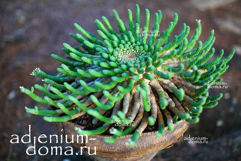 Euphorbia INERMIS Молочай безостый Эуфорбия 1