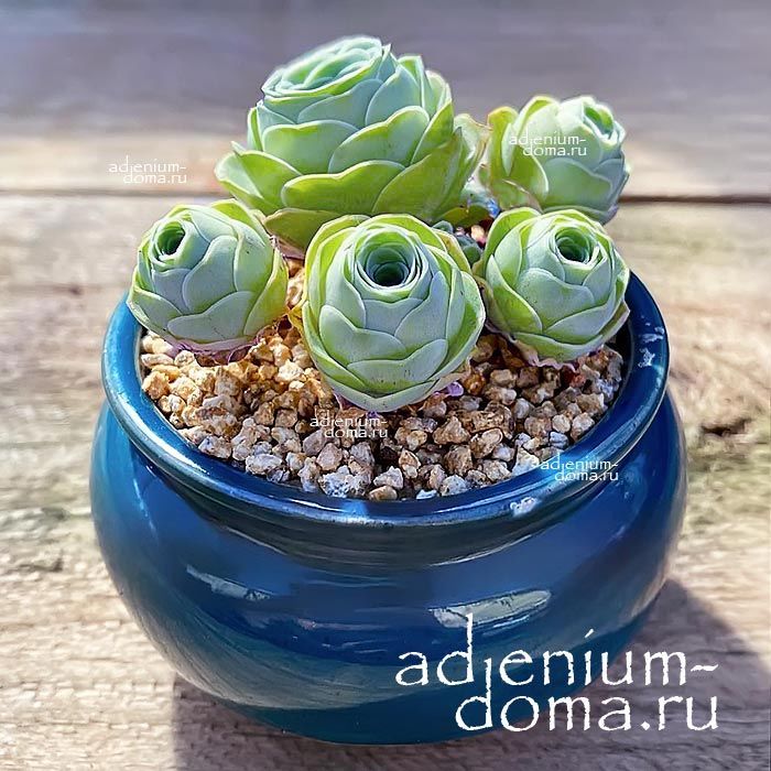 Greenovia AUREA GRAN CANARIA Гриновия золотистая Gran Canaria 1