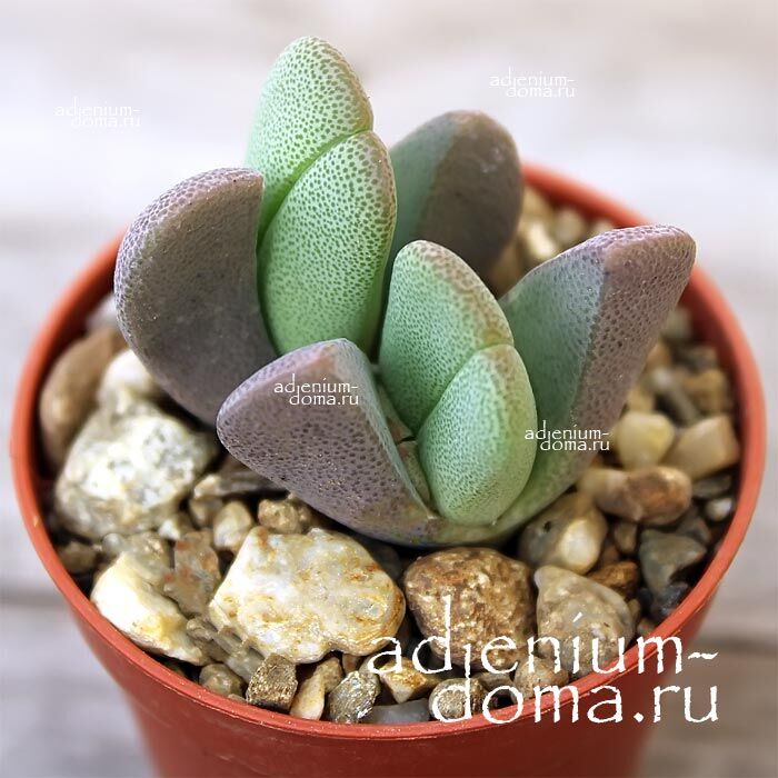 Cheiridopsis VANZYLII Хейридопсис Ван Зила 2