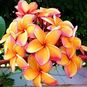 Plumeria Rubra ORANGE CARAMEL (Плюмерия) 4