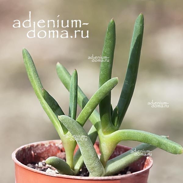 Cephalophyllum ALSTONII Роголистник Альстона 2