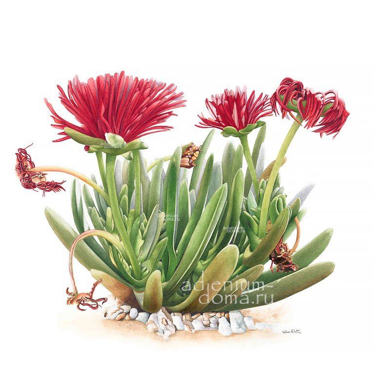 Cephalophyllum ALSTONII Роголистник Альстона 32