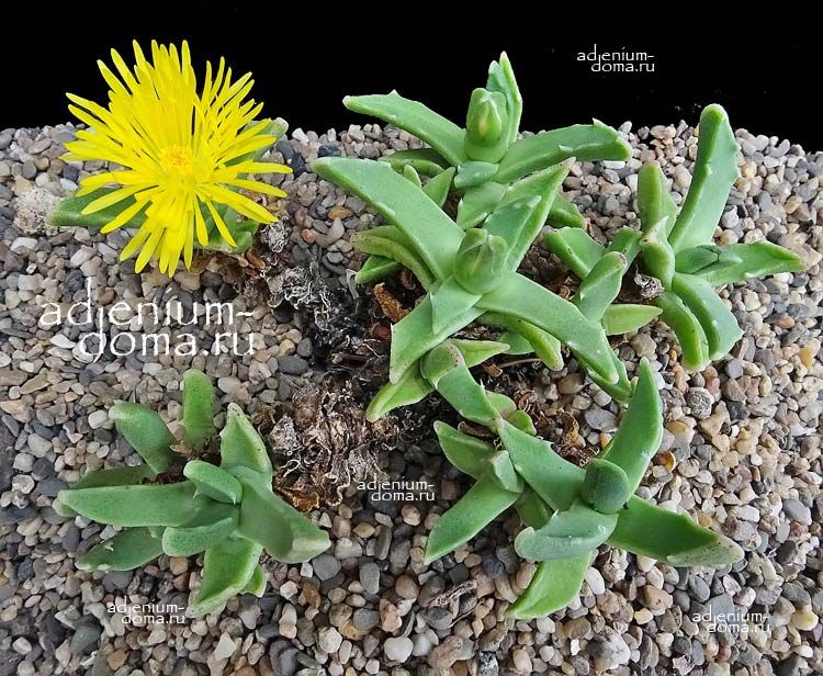 Faucaria PAUCIDENS Фаукария малозубчатая 3