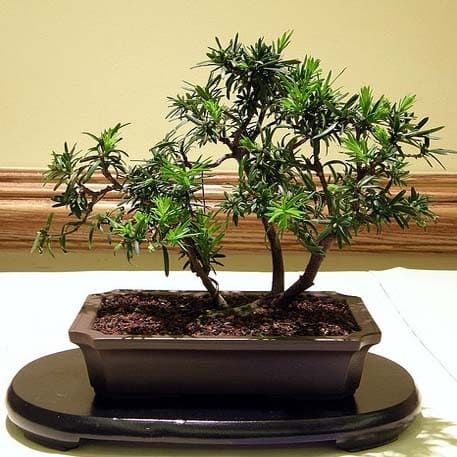 Podocarpus GRACILIOR Afrocarpus Африканская папоротниковая сосна Ногоплодник стройный Подокарпус Грацилиор 3