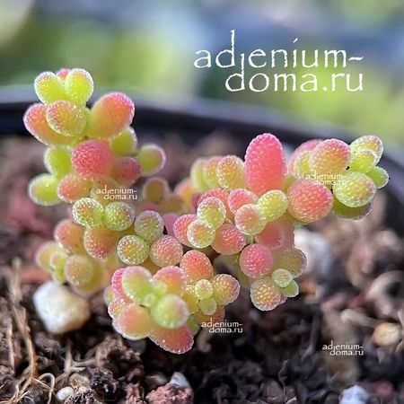 Drosanthemum FLORIBUNDUM (Дрозантемум)