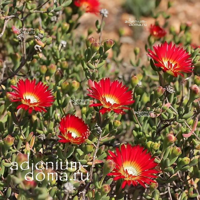 Drosanthemum SPECIOSUM Дрозантема особая 2