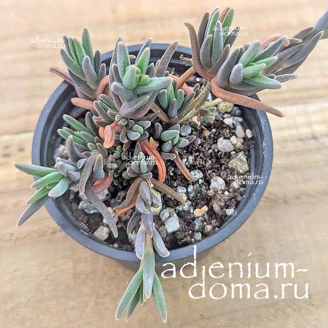 Drosanthemum SPECIOSUM Дрозантема особая 3