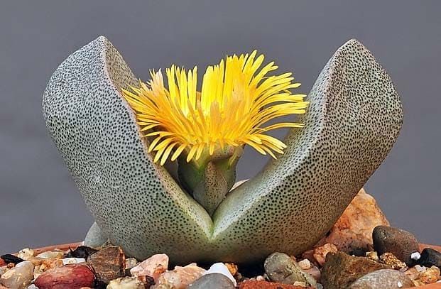 Pleiospilos BOLUSII Плейоспилос серый 2