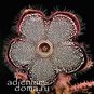 Edithcolea GRANDIS, Lake Baringo (Эдитколея) 2
