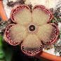 Edithcolea GRANDIS, Lake Baringo (Эдитколея) 4