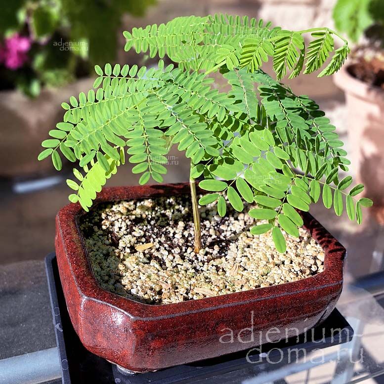 Delonix ELATA White gulmohar Делоникс высокий баобабовый белый Элата 2