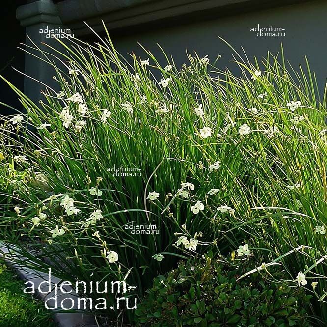 Dietes BICOLOR Диетес двуцветный Диэтес Ирис 1