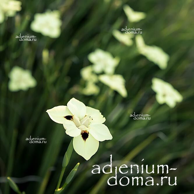 Dietes BICOLOR Диетес двуцветный Диэтес Ирис 2