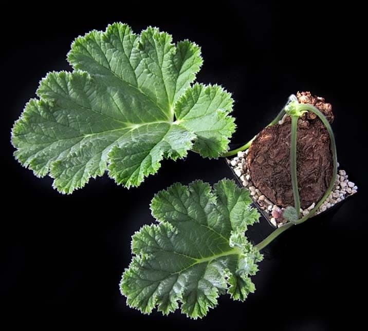 Pelargonium LOBATUM Пеларгония лопастная 1