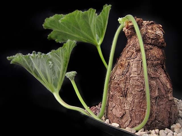 Pelargonium LOBATUM Пеларгония лопастная 2