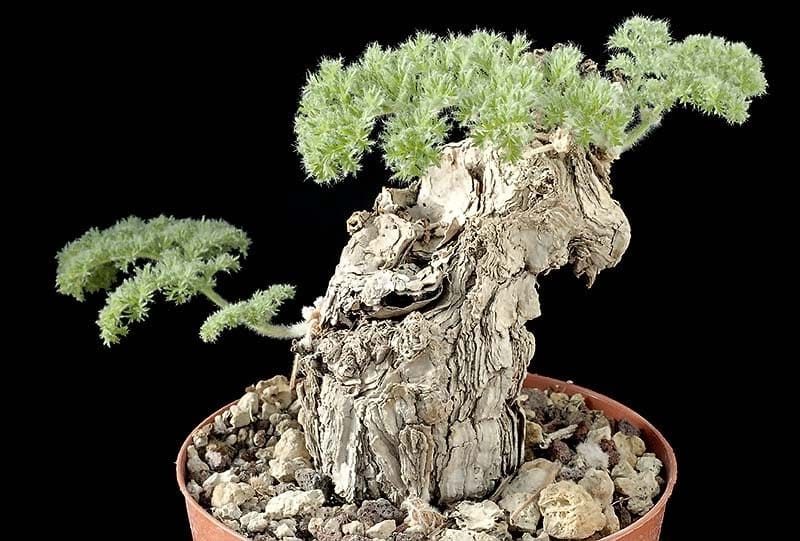 Pelargonium TRISTE Пеларгония печальная 1