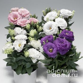 Eustoma GRANDIFLORUM CINDERELLA MIXED Эустома крупноцветковая Синдерелла смесь Лизиантус Рассела Ирландская роза 2