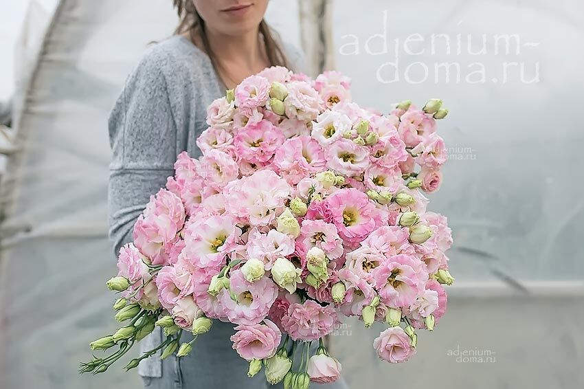 Eustoma GRANDIFLORUM ARENA FLASH PINK Эустома крупноцветковая Арена Флэш Пинк Лизиантус Рассела Ирландская роза 2 2