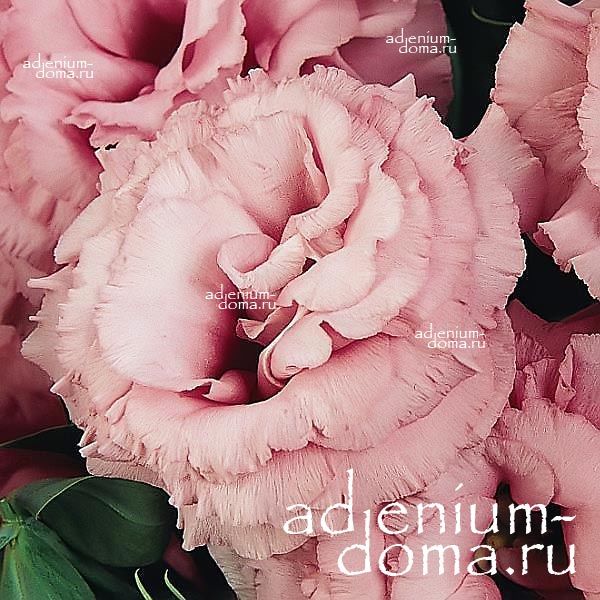 Eustoma GRANDIFLORUM ABC ROSE Эустома крупноцветковая ABC Розовая Лизиантус Рассела Ирландская роза 1