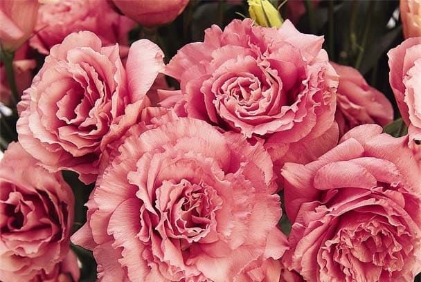 Eustoma GRANDIFLORUM ABC ROSE Эустома крупноцветковая ABC Розовая Лизиантус Рассела Ирландская роза 2