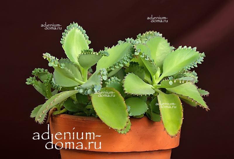 Kalanchoe PINNATA Каланхоэ перистое 1