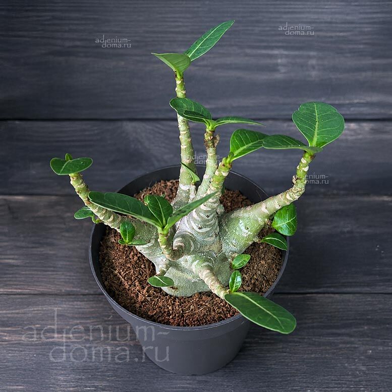 Adenium ARABICUM MIX Адениум арабский 1