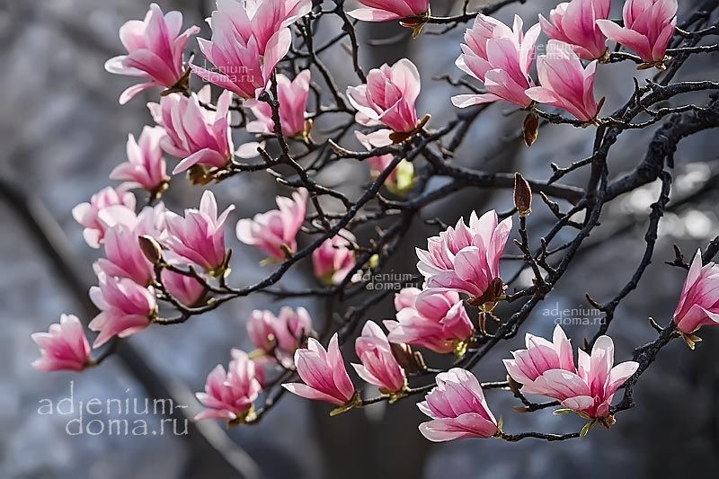 Magnolia SOULANGIANA Магнолия Суланжа Магнолия гибридная 1