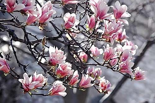 Magnolia SOULANGIANA Магнолия Суланжа Магнолия гибридная 2