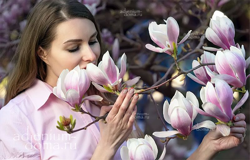 Magnolia SOULANGIANA Магнолия Суланжа Магнолия гибридная 2