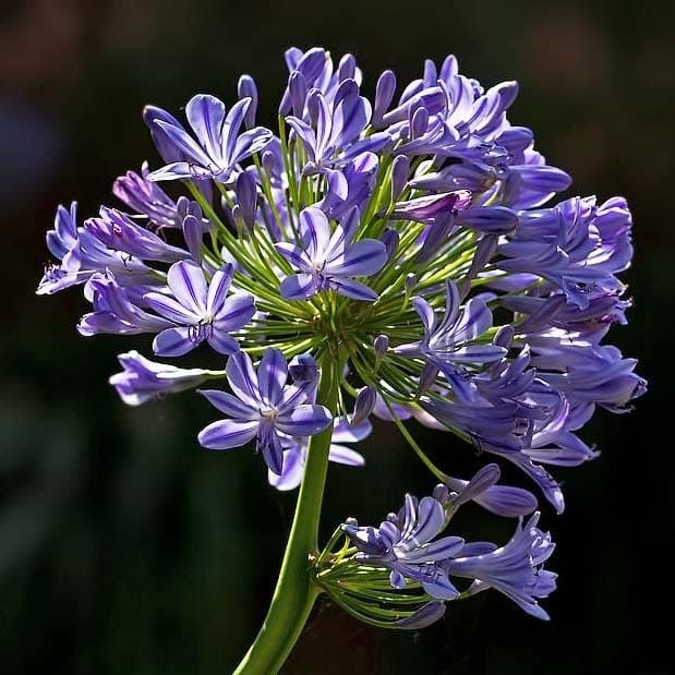 Agapanthus PRAECOX MIX Агапантус смесь двух расцветок белой и синей 3