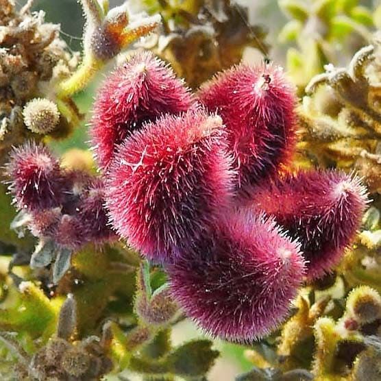Sterculia URENS Стеркулия жгучая 1