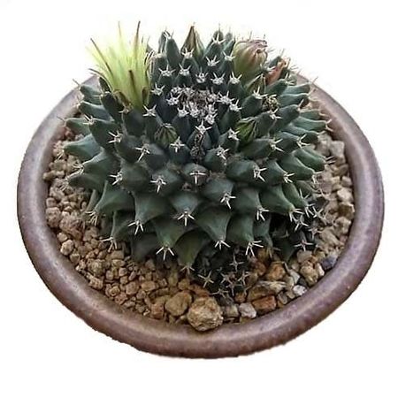 Mammillaria PENINSULARIS ():  3  c