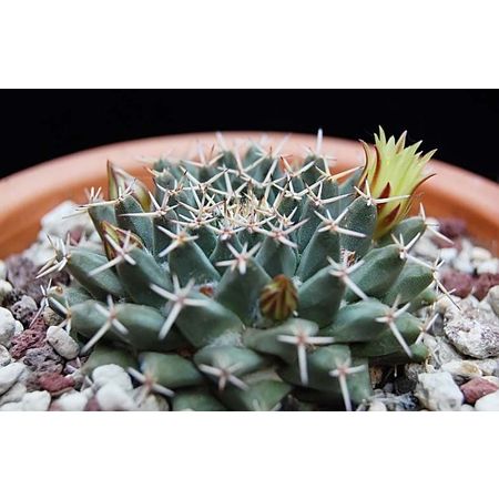 Mammillaria PENINSULARIS ():  3  c