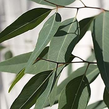 Eucalyptus CAMALDULENSIS Эвкалипт камадульский 1