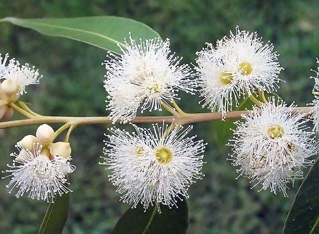 Eucalyptus CAMALDULENSIS Эвкалипт камадульский 2