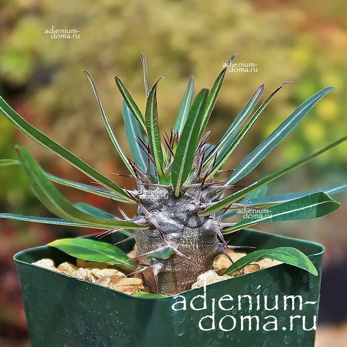 Pachypodium GEAYI ​Пахиподиум Жайи 2