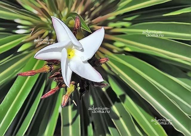 Pachypodium GEAYI ​Пахиподиум Жайи 3