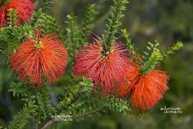 Melaleuca SPARSA Beaufortia Swamp Bottlebrush Мелалеука разреженная Бофортия Спарса Болотный ёршик 3