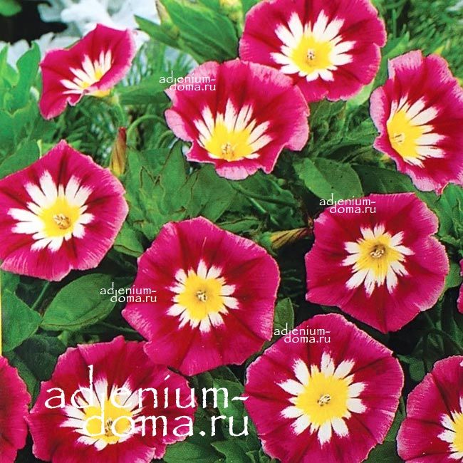Convolvulus TRICOLOR RED Morning Glory Вьюнок трёхцветный Синяя вспышка Конвольвулюс Триколор Блю Флэш 2