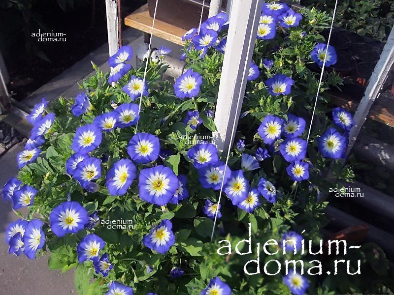 Convolvulus TRICOLOR BLUE FLASH Morning Glory Вьюнок трёхцветный Синяя вспышка Конвольвулюс Триколор Блю Флэш 2