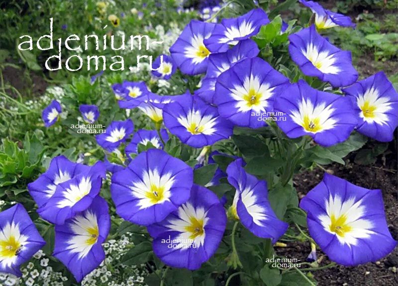 Convolvulus TRICOLOR BLUE FLASH Morning Glory Вьюнок трёхцветный Синяя вспышка Конвольвулюс Триколор Блю Флэш 3