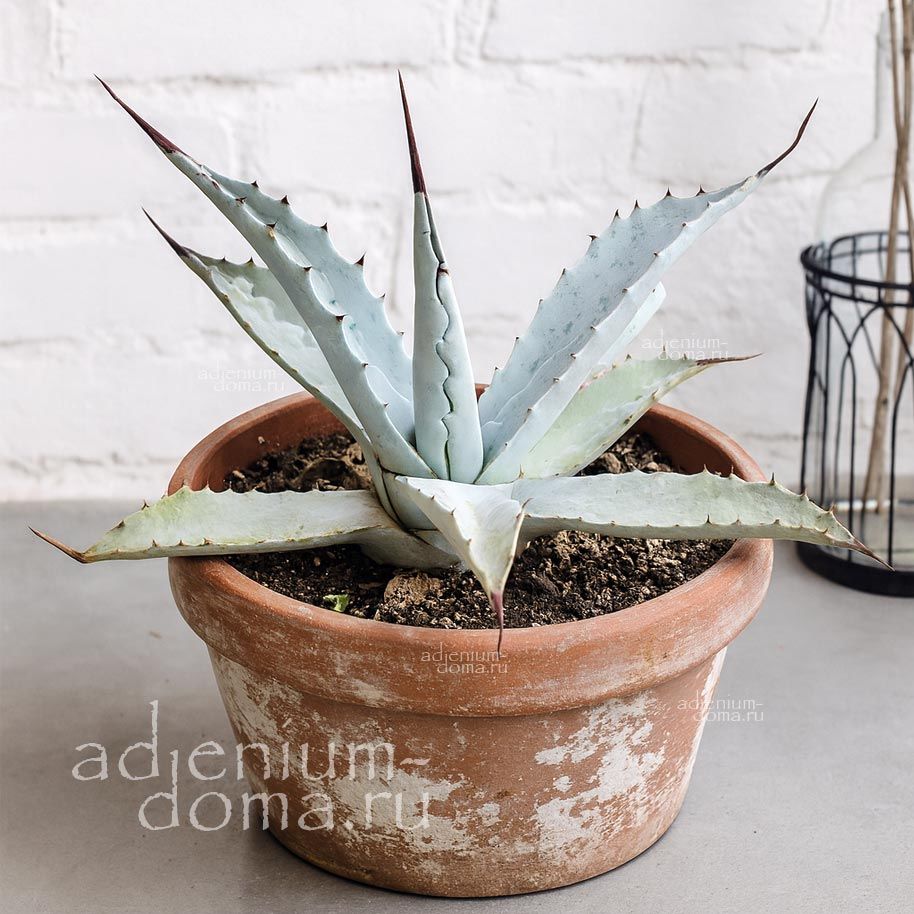 Agave APPLANATA Агава плоская Аппланата 3