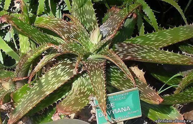 Aloe DAVYIANA Алое Давийана 2