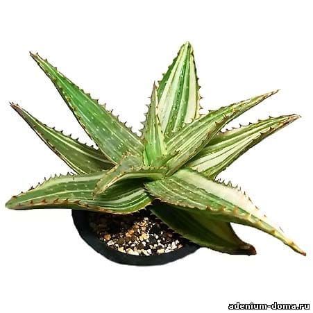 Aloe DAVYIANA Алое Давийана 3